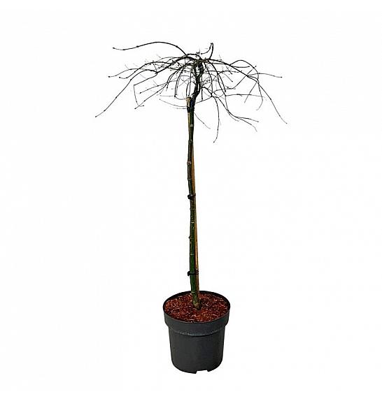 Acer palmatum Orangeola C15 Lit. Na steblu 90 cm