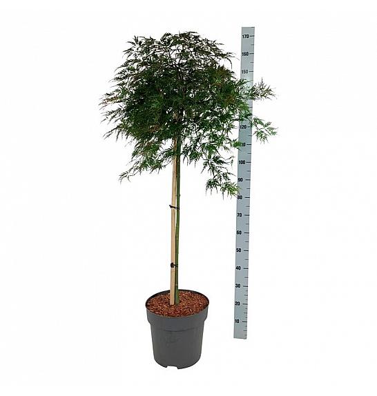Acer palmatum Orangeola C15 Lit. Na steblu 90 cm