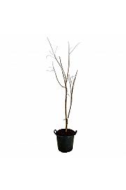 Koelreuteria paniculata C30 Lit. 150-175 cm ekstra