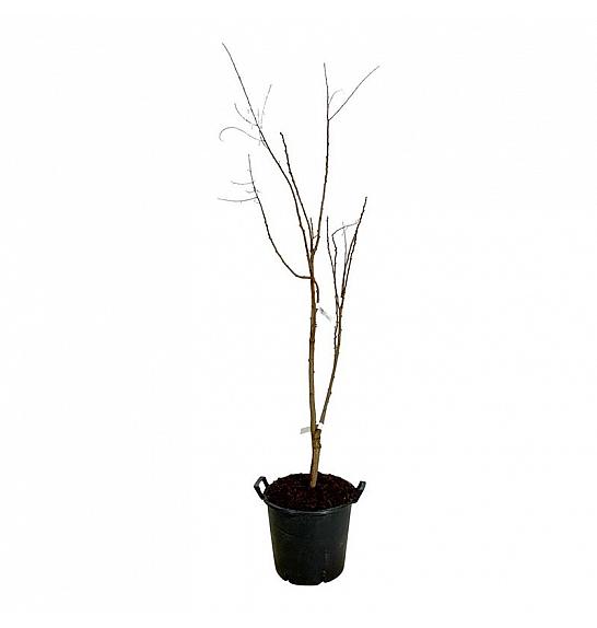 Koelreuteria paniculata C30 Lit. 150-175 cm ekstra