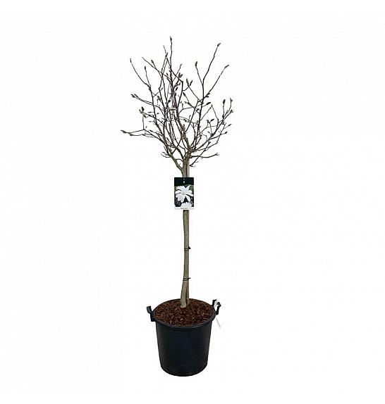Magnolia stellata C30 Lit. Na steblu 80 cm