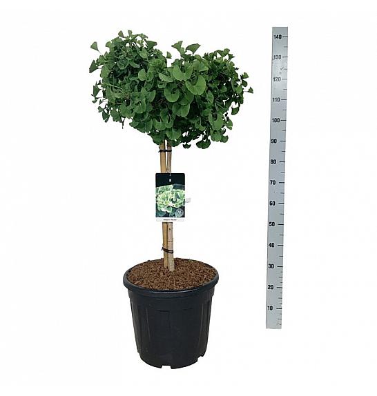 Ginkgo biloba Mariken C30 Lit. Na steblu 60 cm