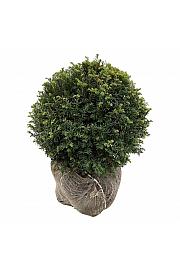 Taxus baccata bala 55-60 cm extra Ball
