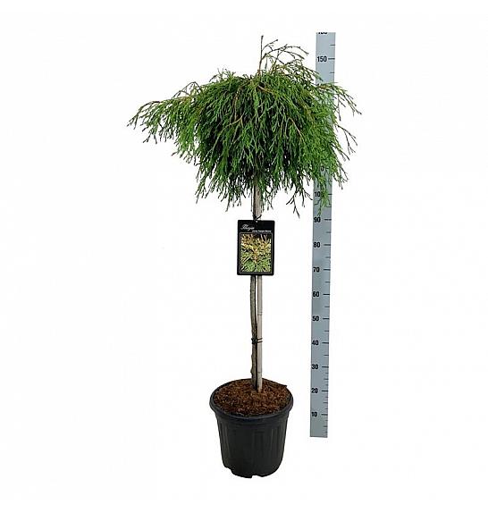 Thuja plicata Kagers Beauty C15 Lit. Na steblu 100 cm