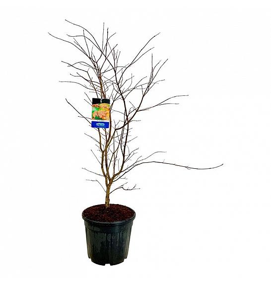 Acer pseudosieboldianum North Wind ® C30 Lit. 100-125 cm extra