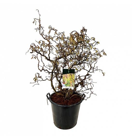 Corylus avelana Contorta C55 Lit. 100-125 cm dodatno