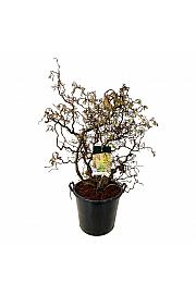 Corylus avelana Contorta C55 Lit. 100-125 cm extra