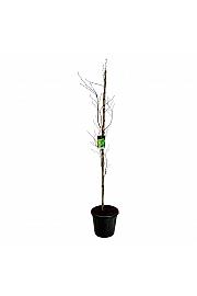 Fagus sylvatica Dawyck Gold C30 Lit. 175-200 cm ekstra