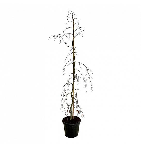 Fagus sylvatica Pendula C30 Lit. 175-200 cm dodatno