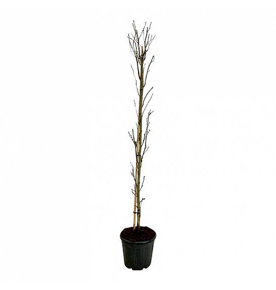 Liquidambar styraciflua Slender Silhouette C30 Lit. 225-250 cm dodatno