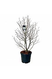 Magnolia stellata C55 Lit. 125-150 cm dodatno
