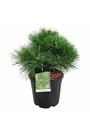 Pinus nigra Spielberg C30 Lit. 50-60 cm extra