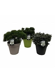 Iglavci Mix C42 Lit.