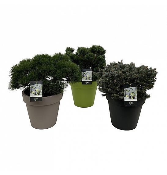 Mješavina četinjača i lončanica C42 Lit.