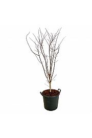 Acer palmatum Summer Gold C30 Lit. 100-125 cm extra