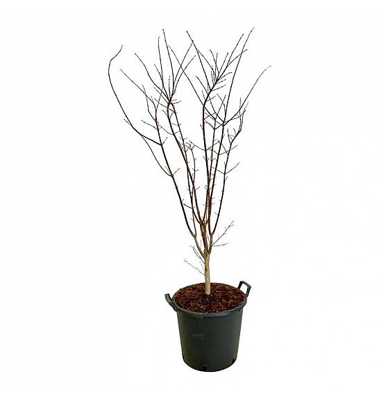 Acer palmatum Summer Gold C30 Lit. 100-125 cm extra