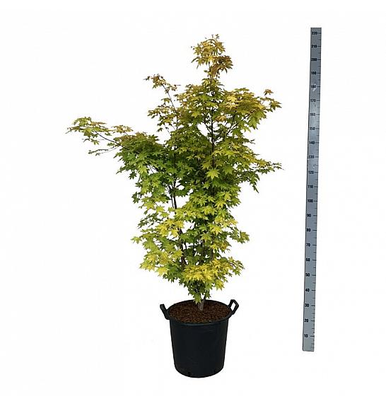 Acer palmatum Summer Gold C30 Lit. 100-125 cm extra