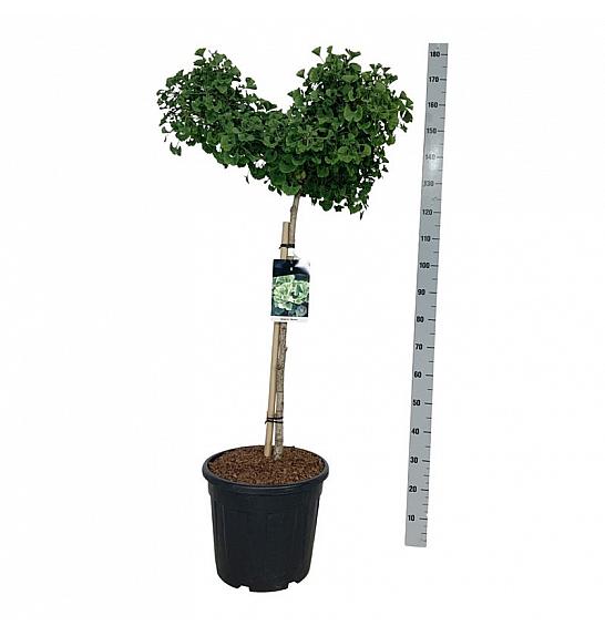 Ginkgo biloba Mariken C30 Lit. Na steblu 90 cm