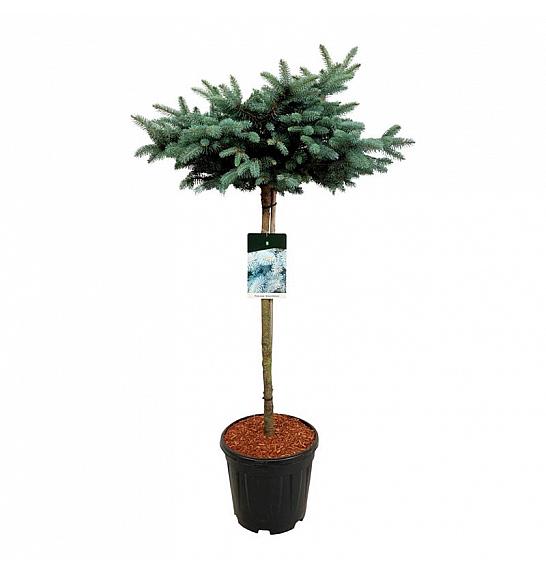 Picea pungens Glauca Globosa C15 Lit. Na steblu 80 cm; Krošnja 50/60 cm