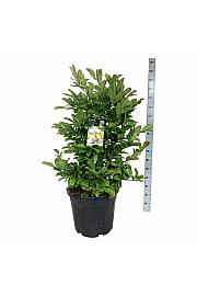 Magnolia loebneri Wildcat C55 Lit. 100-125 cm extra