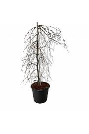 Fagus sylvatica Pendula C55 Lit. 150-175 cm ekstra