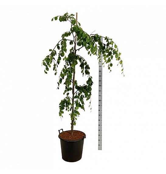 Fagus sylvatica Pendula C55 Lit. 150-175 cm extra