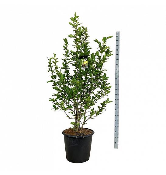 Magnolia loebneri Wildcat C55 Lit. 125-150 cm extra