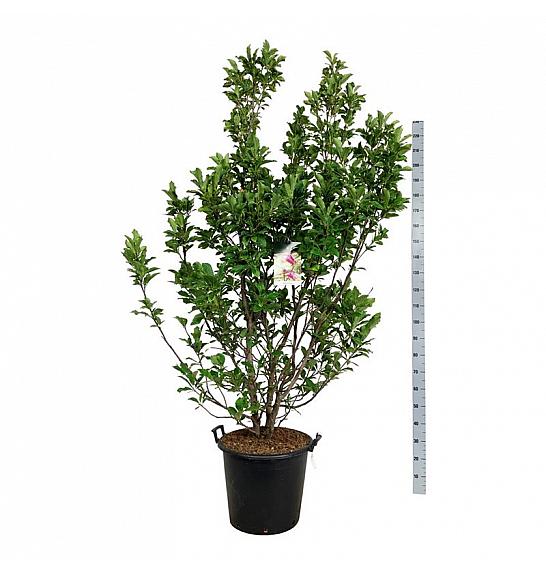 Magnolia Susan C55 Lit. 175-200 cm extra