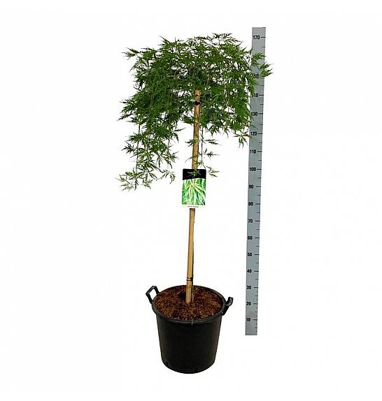 Acer palmatum dissectum C30 Lit. Na steblu 100 cm