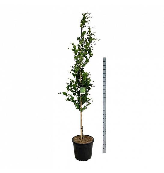 Fagus sylvatica Dawyck C55 Lit. 225-250 cm extra