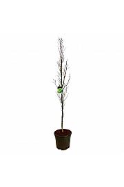 Fagus sylvatica Dawyck Gold C55 Lit. 225-250 cm ekstra