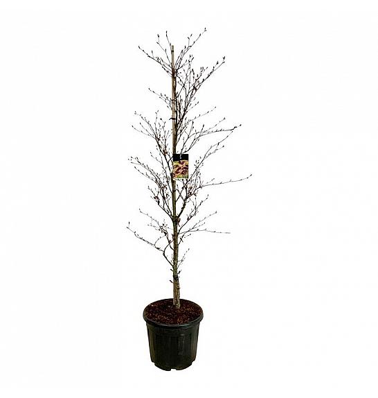 Fagus sylvatica Rohanii C55 Lit. 200-225 cm ekstra