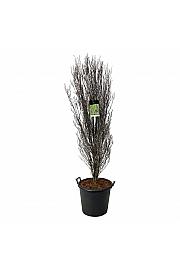 Frangula alnus Fine Line ® C55 Lit. 175-200 cm extra