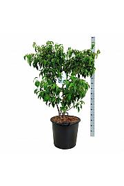 Cornus kousa China Girl C55 Lit. 100-125 cm extra