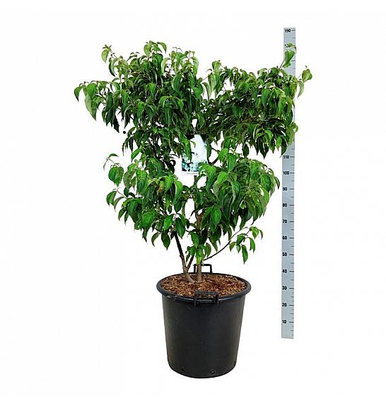 Cornus kousa China Girl C55 Lit. 100-125 cm extra