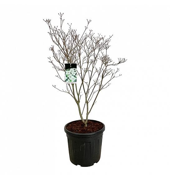 Cornus kousa Milky Way C55 Lit. 100-125 cm dodatno