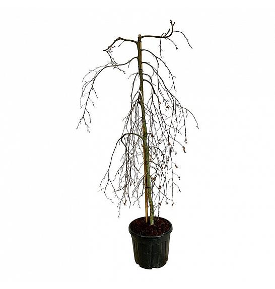 Fagus sylvatica Pendula C55 Lit. 175-200 cm ekstra
