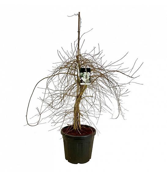 Exochorda Nevjesta C55 Lit. 175-200 cm dodatno