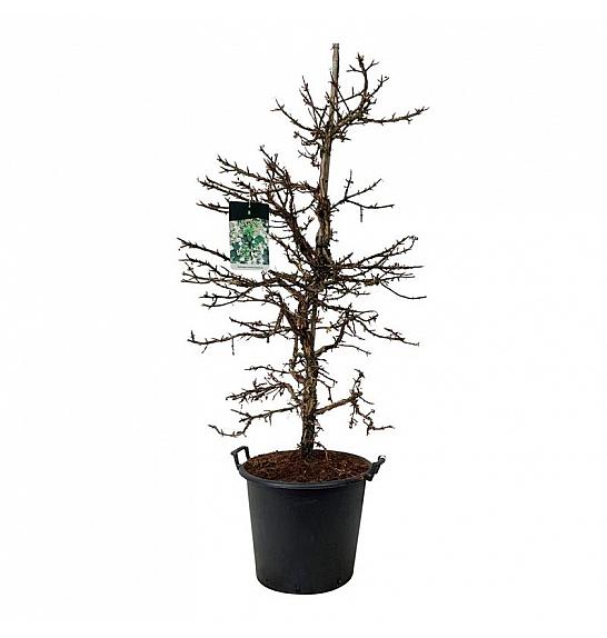 Hydrangea petiolaris C55 Lit. 150-175 cm extra