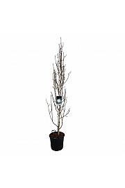Magnolia kobus Isis® C30 Lit. 225-250 cm ekstra