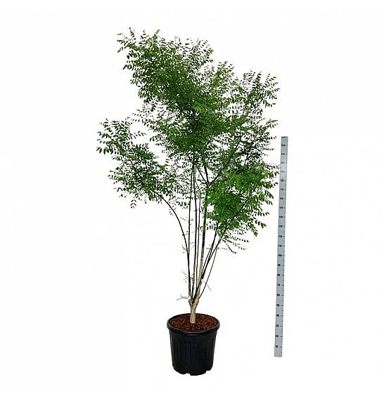 Styphnolobium japonicum C55 Lit. 200-225 cm extra