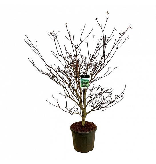 Cornus controversa Pagoda C55 Lit. 150-175 cm ekstra