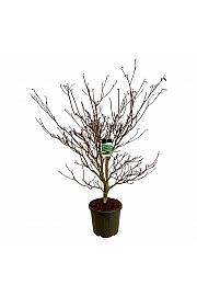 Cornus controversa Pagoda C55 Lit. 150-175 cm extra