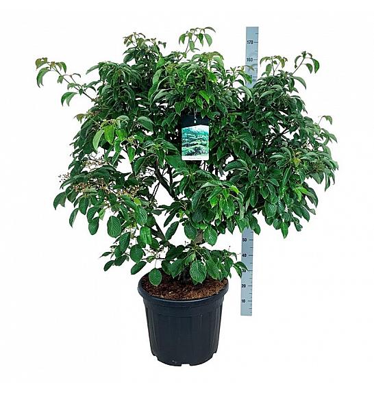 Cornus controversa Pagoda C55 Lit. 150-175 cm extra