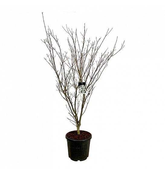 Cornus kousa Weisse Fontaine C55 Lit. 175-200 cm ekstra