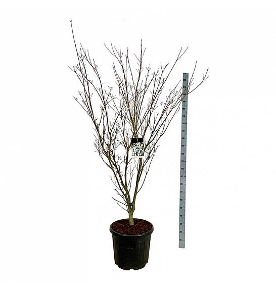 Cornus kousa Weisse Fontaine C55 Lit. 175-200 cm extra