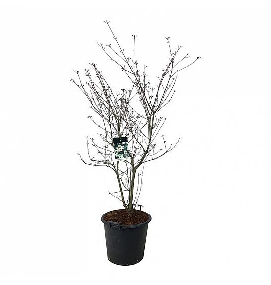 Cornus kousa Wietings Select C55 Lit. 150-175 cm dodatno