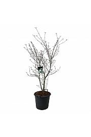 Cornus kousa Wietings Select C55 Lit. 150-175 cm extra