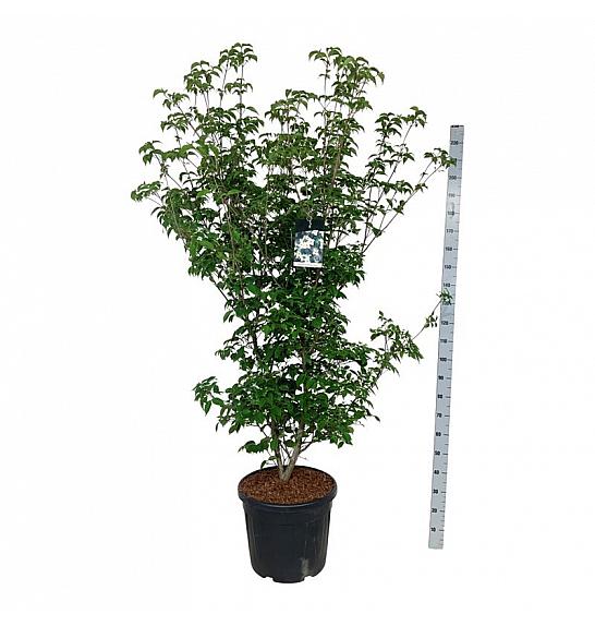Cornus kousa Wietings Select C55 Lit. 150-175 cm extra