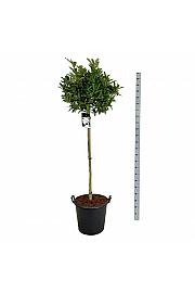 Magnolia stellata C55 Lit. Na steblu 120 cm extra